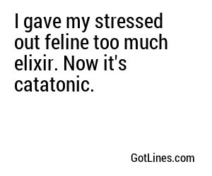 I gave my stressed out feline too much elixir. Now it's catatonic.
