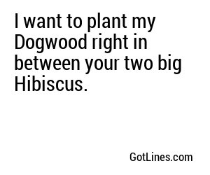 I want to plant my Dogwood right in between your two big Hibiscus.
