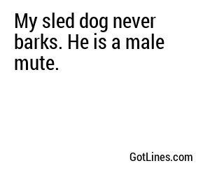 My sled dog never barks. He is a male mute.
