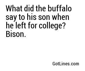 What did the buffalo say to his son when he left