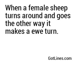 When a female sheep turns around and goes the other way it makes a ewe turn.
